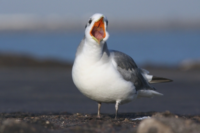 Mijn debuut op Birdpix. De drieteentjes en de zon werkten leuk mee dus ik kon me als beginnend vogelfotograaf heerlijk uitleven.