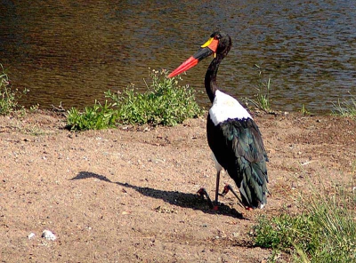Deze zomer ben ik voor eerst digitaal gaan fotograferen. (Er konden geen dia's meer bij in de kast.) Nu ben ik, na onze zoveelste reis naar Afrika, bijna dagelijks aan het experimenteren op de computer.  Dit is mijn derde foto op birdpix en ben blij met elk commentaar, zodat ik mijn foto's (het fotograferen) nog kan verbeteren. 
Deze zadelbek rustte aan de oever van een rivier. Opvallend zijn dan altijd weer de typisch gebogen knien.