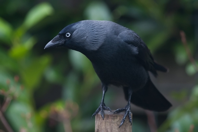 Deze kauw kwam kerst vieren bij mij in de tuin. Zelf vind ik hem er wel mooi op staan.