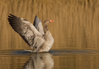Het zonnetje scheen heerlijk wat het riet in een gouden gloed zette, en dat weerspiegelde weer in het water.
Meer te zien op mijn website:
http://www.digi-irma.nl