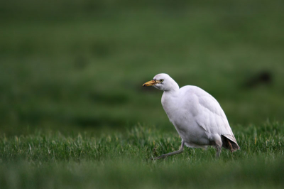 Gisteren ook maar een wezen kijken bij de Koereiger in Ameide, en wat een leuk beestje. Ik ben gaan zitten in het weiland en met wat geduld kwam hij steeds dichterbij. Constant fouragerend en de ene worm na de andere verslindend. Prachtig om mee te maken.