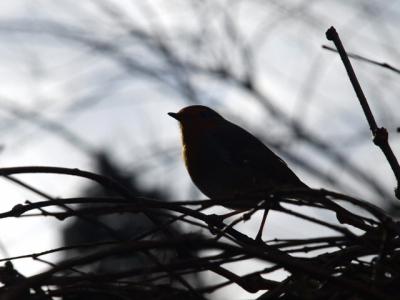 Ik vond deze foto van het roodborstje erg geslaagd.
Het was al aan het schemeren, daarom heb ik hem met tegenlicht gemaakt, zodat ik alleen een silhouet kreeg.
Je kunt toch nog het rood op de borst zien en het grijs eromheen, wat ik wel iets mysterieus vond hebben.