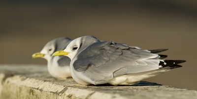 Deze foto van de Drieteenmeeuwen is volgens mij de moeite waard om hier op birdpix te plaatsen.