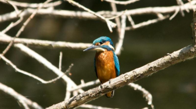 ben nieuw hier.ijsvogel gefotograveerd bij nat.gb meinderswijk