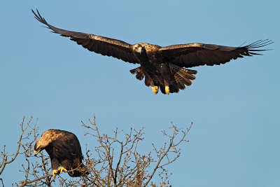 One of the 21 breeding pairs in Bulgaria. 
All comments and critiques are welcome. 

www.NatureImages.eu