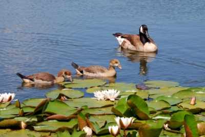 canadese gans en nijl ganzen samen op zoek naar voedsel samen met de aanwezige prachtige waterlelie`s en een zonnige dag maakt wat deze foto zo mooi maakt.