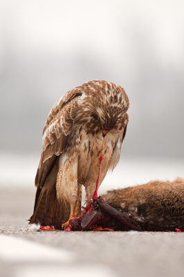 Nog een foto uit het archief.Deze buizerd had aan deze vers aangereden haas natuurlijk een koningsmaal.Had de auto aan de kant gezet en ben plat op mijn buik gaan liggen voor een laag standpunt.Het is natuurlijk een luguber tafreeltje maar ik was blij met deze foto.