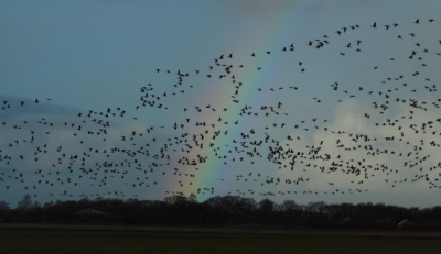 was ganzen aan het spoten en kwam een bui aan zetten en heb zitten wachten tot de ganzen voor de regenboog kwam