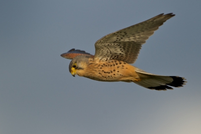 Zon en regen wisselden elkaar af die dag, terwijl het met een windkracht 7 alle hens aan dek was voor deze valk....