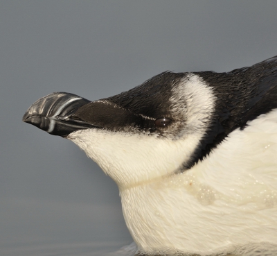 Net voordat ik naar huis ging, werd er door een vogelaar een alk op het strand ondekt. Ben daar ook nog even naartoe gegaan. had nog nooit een alk gezien, wat een mooie vogel. De vogelaar vertelde dat het geen goed teken was dat de alk op het strand lag. De vogel was niet met olie besmeurd. Daardoor vond de vogelaar het beter om de vogel op het strand telaten, in de hoop dat ie  uit zich zelf weer zee opging.
Snel een paar foto,s gemaakt en daarna de vogel met rust gelaten. Ben vanmorgen  nog even teruggegaan, de alk was er niet meer, ik hoop dat het goed gekomen is.