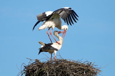 Parende Ooievaars op hun nest. Het was een geweldige ervaring het hele ritueel te zien.