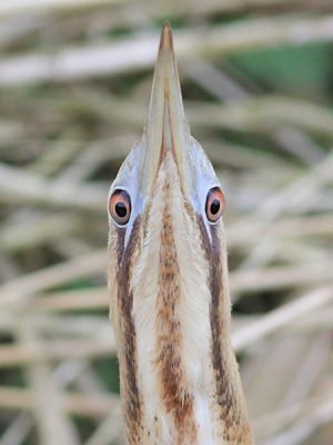 Mijn beste foto van 2011! Uit het niks deze roerdomp plots voor me neus. Drie foto's kunnen nemen en weg was ie.  Orgineel is langer met meer Roerdomp maar dat past niet in de birdpix format.