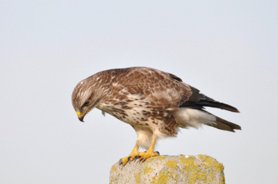 op zoek naar uilen kwam ik deze buizerd tegen op een paaltje bleef mooi zitten