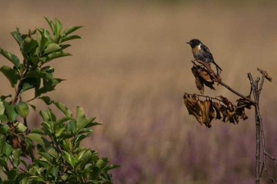 op het heideveld, tesamen met diverse minder kleurrijke vogeltjes... zie andere foto... maar is dit een roodborsttapuit? de kleuren lijken niet te kloppen: naast de rode borst geen wit stuk eronder maar juist bijna zwart... zou het een juv kunnen zijn dan?