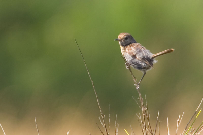 op de heide tussen Hilversum en Laren, maar geen idee welke vogel het is, kan iemand helpen?