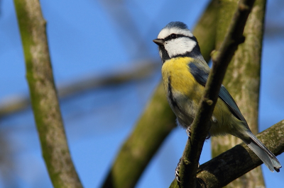 Ik heb deze foto bij ons in de tuin gemaakt. Het is niet een bijzonder soort of een bijzondere foto. Maar ik vind hem zelf wel leuk. Daarom zet ik hem in mijn PA. Ik heb deze genomen toen ik net een eigen schuiltentje had. Maar wat voer opgehangen in de tuin en afwachten maar...