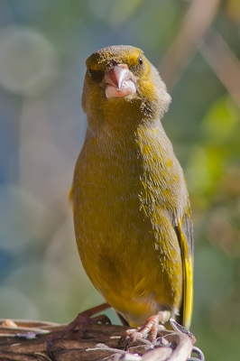 In de felle zon in mijn tuin zat deze groenling. De houding van deze groenling vond ik wel leuk.