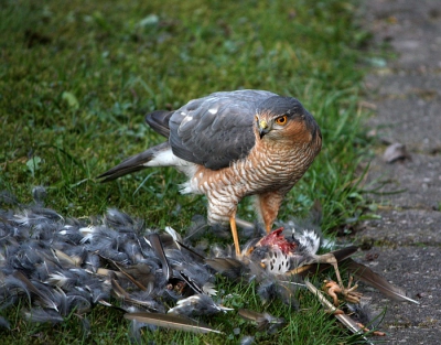 Ik hoorde een klap tegen het raam, er was een zanglijster tegenaangevlogen, waarschijnlijk achtervolgt door een sperwer, want toen ik ging kijken bleek een sperwer bezig zijn prooi te verorberen. Hij is zeker 20 minuten bezig geweest en liet zich ook niet wegjagen toen ik tot op 2 meter naderde voor een foto buiten (eerst nam ik foto's vanachter het raam)