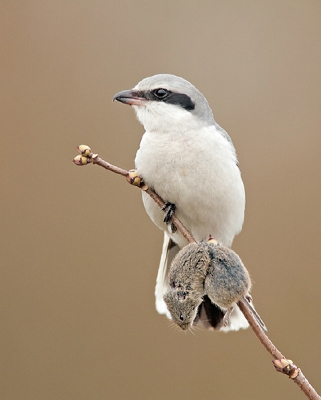 Afgelopen week nog eens de klapekster opgezocht.
Een fascinerende vogel.
Het is een belevenis deze vogel tijdens de jacht op muizen van nabij te volgen en te fotograferen .