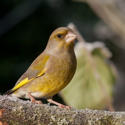 In de tuin genomen of een koude ochtend met een warm zonnetje. Deze groenling zat er wel mooi bij.