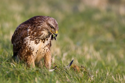 In het gras zag ik deze Buizerd op een reeds gedode vogel zitten. Ben uitgestapt, want de Buizerd zat aan de bij-rijderskant, en achter de auto langs geslopen. Ik meen dat er 6 meter tussen ons in zat. Al plukkend probeerde de Buizerd nog wat eetbaars te vinden. Ik heb zo 10 minuten kunnen genieten. Achterom kijkend zag ik nog meer liefhebbers met enorme objectieven in het gras liggen.