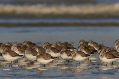 Eindelijk wat zon vandaag en prachtig licht over het strand. 
De groep liet zich zonder probleem benaderen. Door een laag camerastandpunt kreeg ik een interessante achtergrond met een aanrollende golf en leuke weerspiegeling. De ene alerte vogel trekt de aandacht.