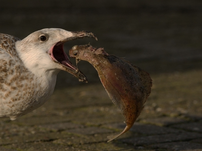 Als de vissersboten op vrijdag weer binnenkomen zitten de vogels al te wachten op een happie.

Deze zilvermeeuw had mazzel en het ondanks het lichtje in de ogen had het platvisje pech en ik een leuke foto.