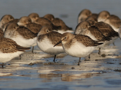 Mooi licht op het strand deze morgen. Omwille van het ochtendlicht zien deze bontjes er warm bruin uit ipv het gebruikelijke grijs. Vond het beeld met 1 alerte vogel interessant.