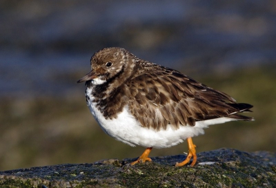 dit steenlopertje had een mank pootje ,maar was zo te zien niet gebroken of zo.
heb um een tijdje geobserveert en na een tijdje voegde ie zich weer bij het groepje steenlopers en fourageerde gelukkig rustig weer verder .