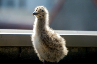 2 week old zilvermeeuw baby is taking a walk on the roof in front of my office window. It is checking me out critically after I got my camera out. The light falling against the lens but I do like the feel of the photo. I had a lot of fun watching the seagull babies grow and play last summer.