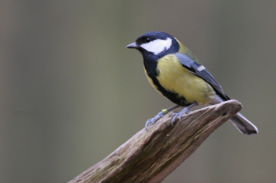 Foto genomen vanuit schuilhut van Het Zeeuwse Landschap in het Clingse bos tijdens een workshop. Ook al is het is "maar" een koolmees, het is wel mijn eerste foto op Birdpix en mijn eerste schreden voor wat betreft vogelfotografie. Waarschijnlijk vanwege het nog steeds erg warme weer weinig vogel-activiteit voor de hut maar wel een leuke dag gehd. En Chiel Jacobusse....nog dank voor het testen van je 400-5,6! Het resultaat is deze foto.