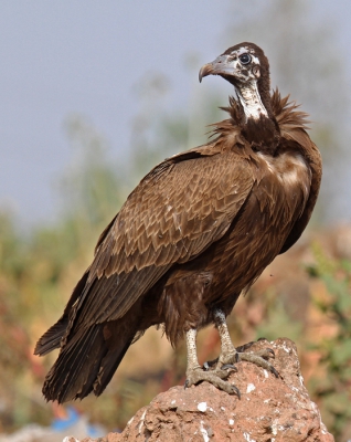 Onderweg naar de watervallen van de Blauwe Nijl kwamen we langs een vuilnisstortplaats. Er zaten mensen, honden en verschillende soorten vogels in het vuil naar wat eetbaars te zoeken. Dit is volgens mij nog een jong exemplaar, want later wordt de kop veel roder.