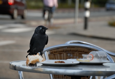 De kauw hier als overlever. Plaagdieren bestaan niet, dierplagen wel. En hoe ontstaan die? Dit is er een uit de 'oude' doos. Er staan heel mooie foto's van kauwen op pix, maar dit miste ik, en een als deze hoort er echt bij. Wat mij betreft; midden tussen menselijke drukte zo natuurlijk als maar zijn kan. Geweldige dieren.