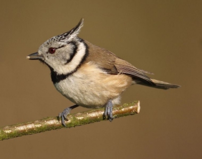 Deze kuifmees ging zo dicht bij me zitten dat ik achteruit moest. Helaas op een oersaai takje, maar ja....je kunt niet alles hebben. Daarentegen is de kuifmees van zo dichtbij wel een ontzettend prachtige vogel.