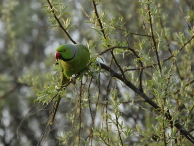 Mijn eerste foto met dslr en nog steeds favoriet. Gewoon geknipt op automaat toen het dier nieuwsgierig op een vroege ochtend in de duinen achter de Vogelwijk in Den Haag kwam kijken wat ik deed. Heeft er al op gestaan maar was weg, heb hem er weer opgezet (bestand, toen 400kb was waarschijnlijk te groot). Ben meerdere malen benaderd over het mogen gebruiken van de foto, dus als iemand er plezier aan beleeft ben ik daar blij mee. Hij staat er weer.