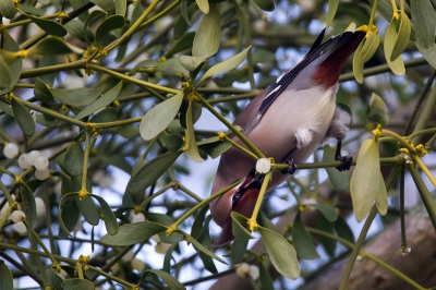 Ik had nog nooit een Pestvogel gezien maar vandaag is dat goedgekomen. Telkens kwamen de Pestvogels, in dit geval een stuk of 7, vanuit de veilige hoogte naar beneden om de besjes van de Maretak te eten. De manier waarop deze Pestvogel een besje eet is waarschijnlijk niet de meest makkelijke manier.