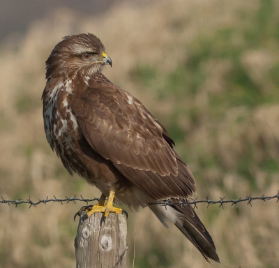 Deze buizerd wilde  wel even meewerken,meestal vliegen ze weg maar dit keer had ik geluk.