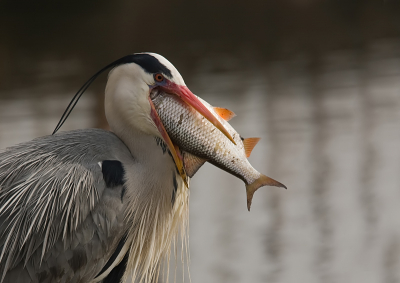 Deze reiger stond hier langs de waterkant en had grote moeite om de vis naar binnen te werken, het lukte uiteindelijk wel, met 5 minuten was deze dus naar binnen gewerkt.