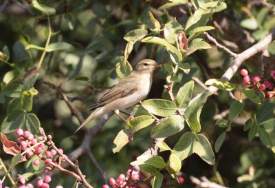 Deze vogel zat op een bergpad in de struiken,is dit een fitis of een tjiftjaf??