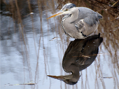 Spiegelbeeld. Aan de vooravond van toch nog een winterperiode stond deze blauwe reiger ineengedoken in de slootkant. Wellicht nog een prooi? Deze week valt de vorst in en staat hij straks op het ijs. Dan maar hopen dat hij een wak vindt.