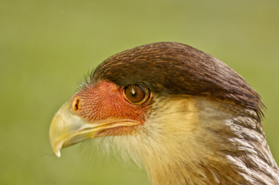 Ik begin langzaam maar zeker interesse te krijgen in de vogelfotografie en deze foto is al wat ouder, maar ik vind hem wel nog steeds leuk