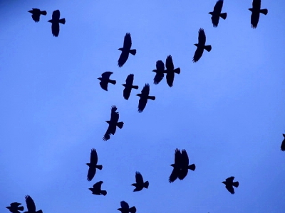 Dit is een gedeelte van de vlucht kauwen die overkwam, helaas zijn een paar kauwen half weggevallen.