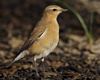 er liepen een aantal tapuitjes aan de rand van het strand en je moest opletten anders struikelde je erover .
ze liepen zo langs je heen de kleine druktemakers.