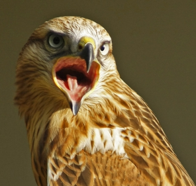 Weliswaar in een dierenpark, maar daarom niet minder fraai