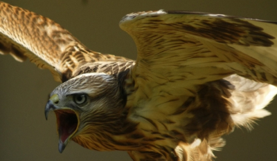 In een Dierenpark genomen tijdens een roofvogelshow