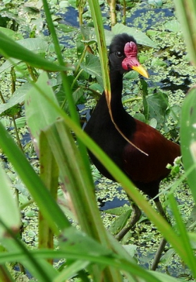 Nu de winter hier is ingevallen even terug naar de warmte van Suriname een maand geleden.
Bij het slootje achter ons appartement woonde en paartje jacana's.
Deze vraagt zich af, of het riet wel genoeg dekking biedt tegen mijn nieuwsgierigheid.