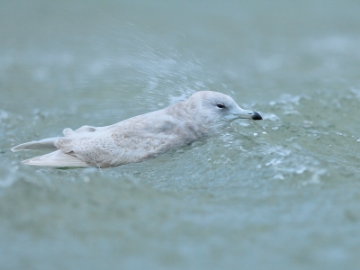 Ben op birdpix nog geen foto tegengekomen van de kleine burgemeester die een aantal dagen in de haven rondhing. Deze foto is aan het einde van de middag gemaakt. Het was zwaar bewolkt, met windkracht 6. De vogel moest alle zeilen bijzetten, om een beetje op z,n plek teblijven.