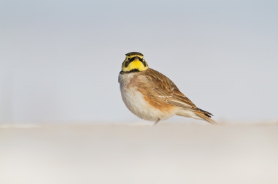 I did try to take photo of those winter visitors of Lithuania in last three winters, but I finally got them... I used the channel next to the road to cover me, until I got close enough and just 10m from the object give me this low angle POV. More photos on my webpage www.alcedowildlife.com