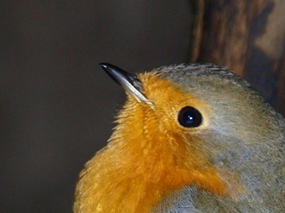Hierbij een portretje van het roodborstje. Hij zat hier tevreden op een takje, waardoor ik even de tijd had om hem te fotograferen.