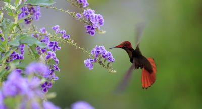 Heel wat uurtjes besteed aan dit prachtige vogeltje; deze foto toont zijn mooie rode kleur, maar daarnaast zie je (bij de juiste kijkhoek) ook een schitterende goudkleurige borst (op deze foto een beetje te zien).